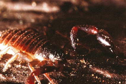 Scorpion