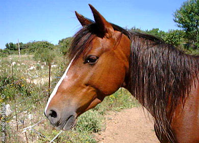 Cheval