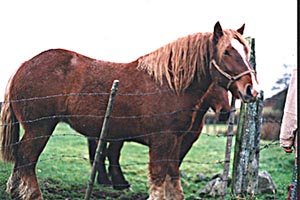 1 cheveaux