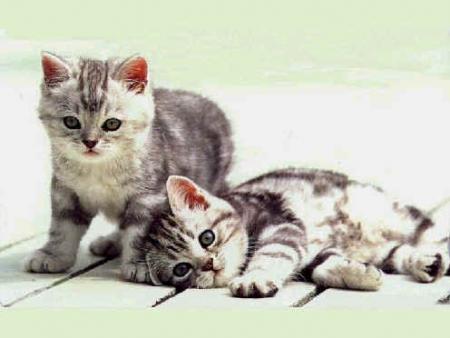 deux petits chatons