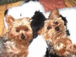 mon chien