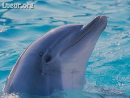 dauphins