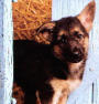 mon chien