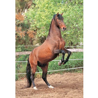 cheval